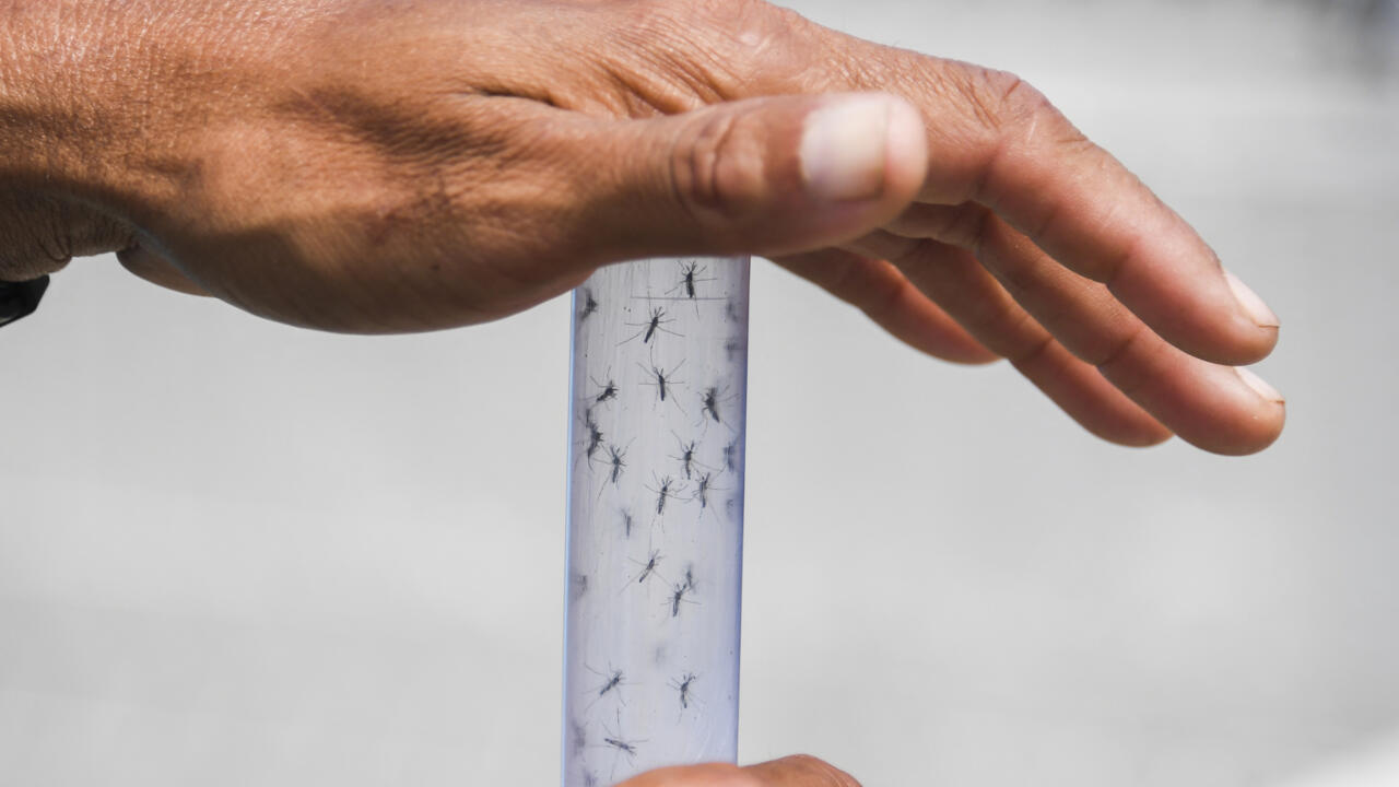 Experts from the Brazilian Fiocruz Institute release Aedes aegypti mosquitoes infected with a bacteria that prevents them from spreading dengue, Zika and Chikungunya in Rio de Janeiro on Aug. 29, 2017