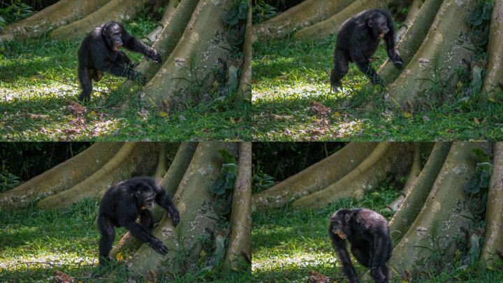 The idea that ape drumming might hold clues to the origins of human musicality has long fascinated scientists