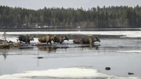 This undated photo, issued by SVT, shows Moose in Junsele, Sweden during preparations for the livestream 'The Great Moose Migration' to document the annual Moose migration near Kullberg in Sweden.