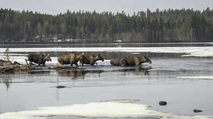 This undated photo, issued by SVT, shows Moose in Junsele, Sweden during preparations for the livestream 'The Great Moose Migration' to document the annual Moose migration near Kullberg in Sweden.