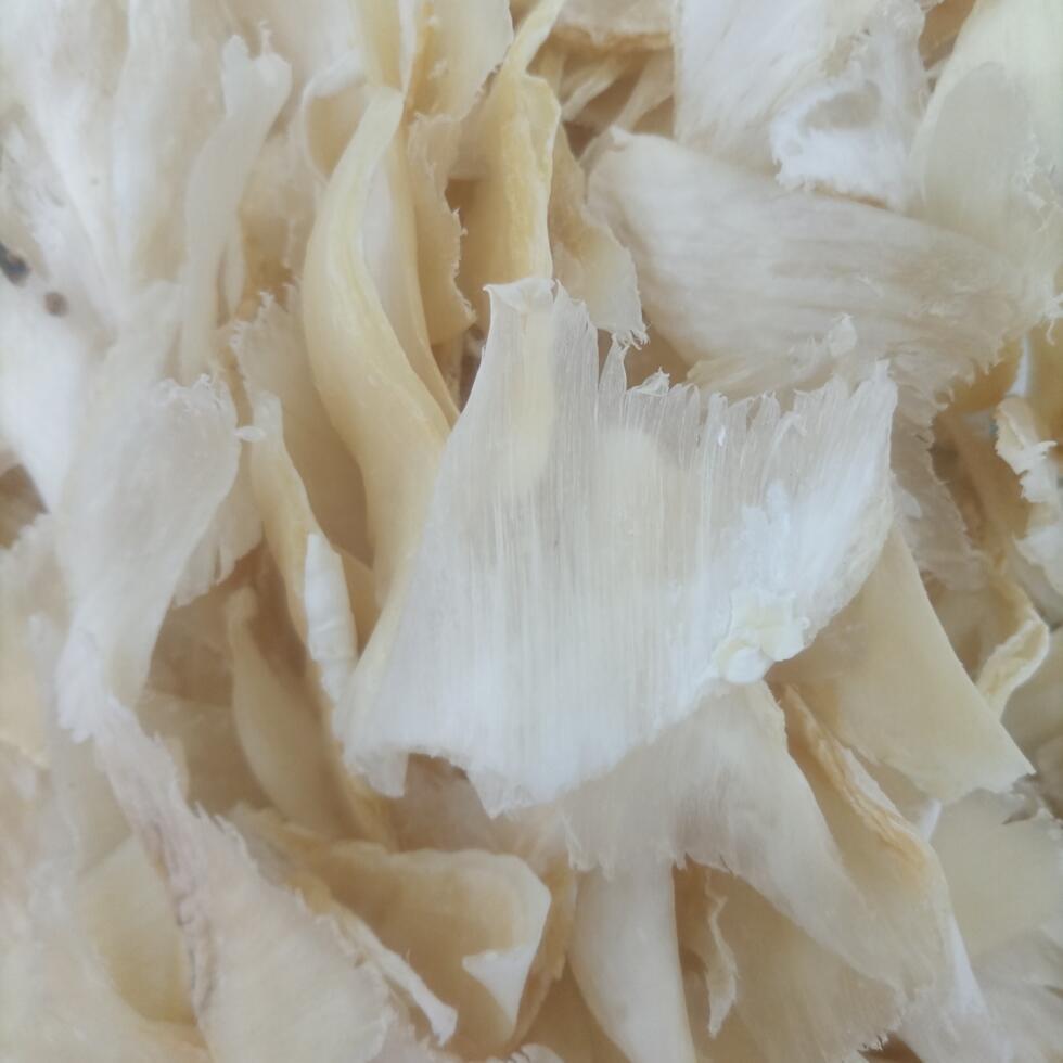 In the last decade, Sri Lanka’s shark fin exports have quadrupled, most of it going to Hong Kong, Taiwan, and China, who have done little to crack down on the commodity.