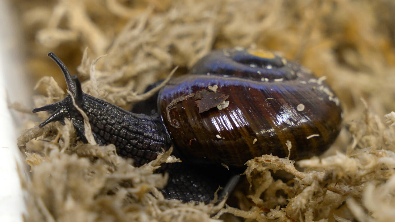 A rare New Zealand snail has been filmed for the first time squeezing an egg from its neck.