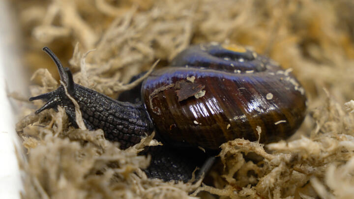 A rare New Zealand snail has been filmed for the first time squeezing an egg from its neck.