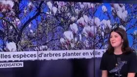 Derrière l'images : nos allergies liées au sexe des arbres ?