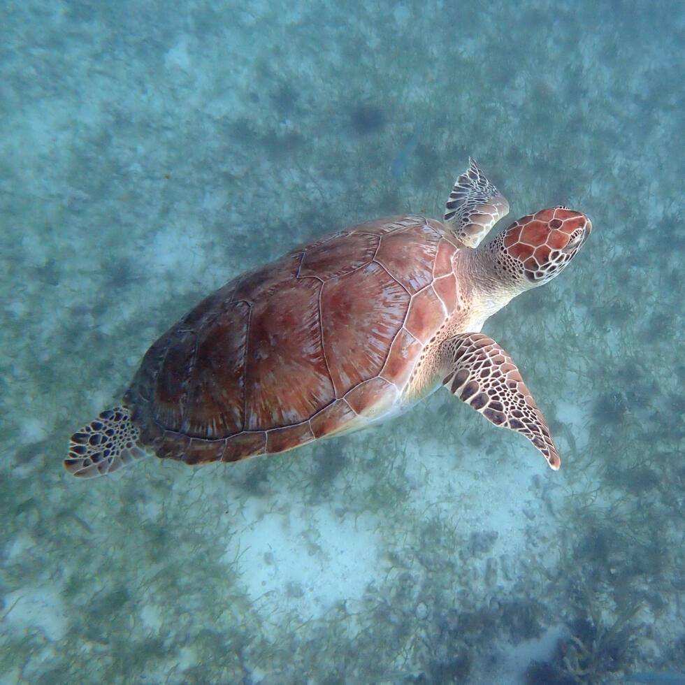 Like most seagrass environments, the Saya De Malha Bank teems with life. It is home to a myriad of endangered species, including sea turtles, dugongs, sharks and is a breeding ground for humpbacks.