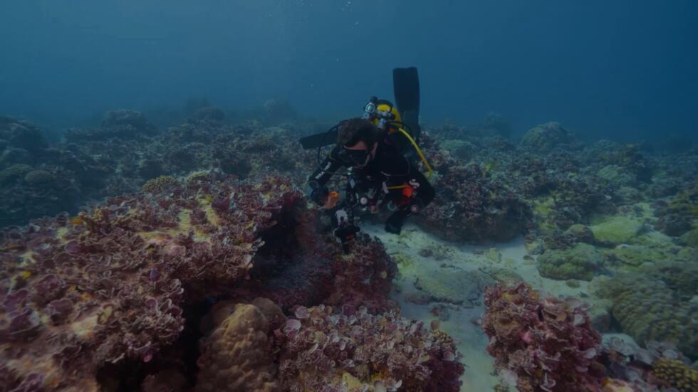 Due to its remote location, the bank is among the least-studied shallow marine ecoregions on the planet. (2022)