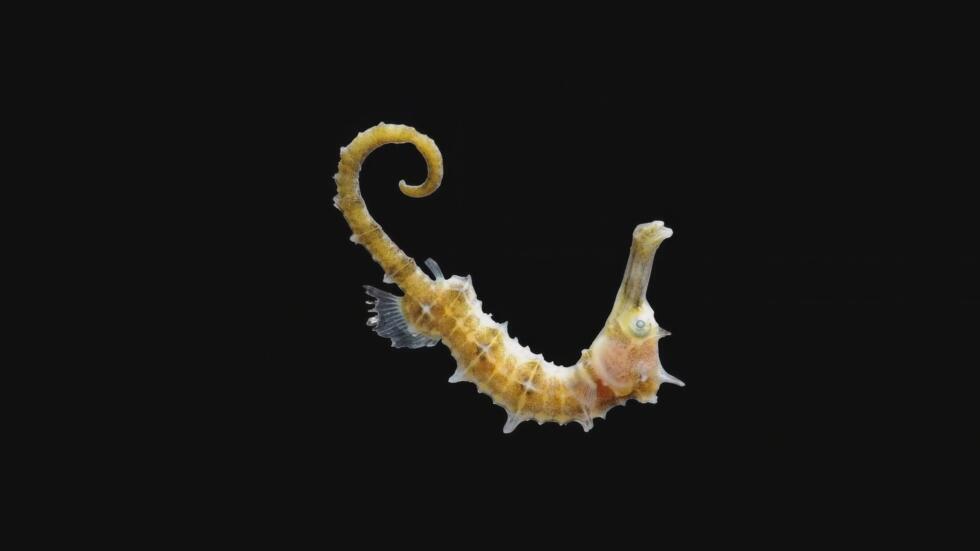 Scientists believe there are hundreds, if not thousands, of species previously unknown to science that rely on seagrass environments like the Saya de Malha bank. (2022)