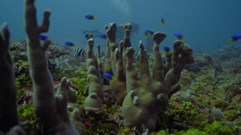 The Saya de Malha is one of the world’s largest carbon sinks. Much like trees on land, seagrass absorbs carbon dioxide, the primary culprit behind human-caused climate change.