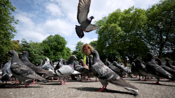 Jennie Brennan, a volunteer with London Pigeon Rescue, looks on during checks of birds in a park in the Hackney area of London, Britain, May 7, 2025.